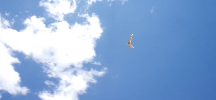 SNEAK PREVIEW OF A NEW SPECIES RECENTLY SIGHTED IN THE AMERICAN SKIES SNEAK PREVIEW OF A NEW SPECIES RECENTLY SIGHTED IN THE AMERICAN SKIES